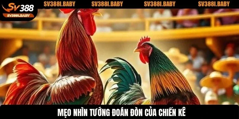 Mẹo nhìn tướng đoán đòn của chiến kê