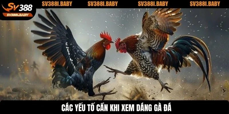 Các yếu tố cần khi xem dáng gà đá