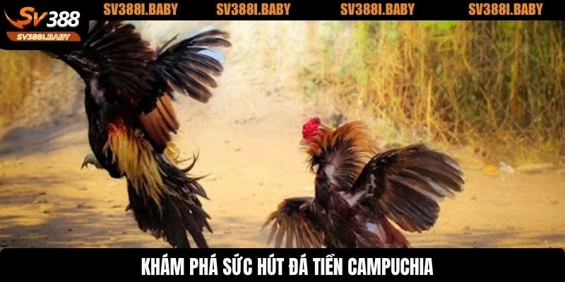 Khám phá sức hút đá gà tại Campuchia