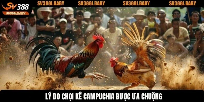 Lý do chọi kê Campuchia được ưa chuộng