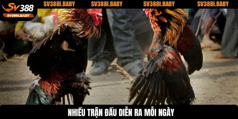 Đá Gà Cựa Dao - Cá Cược Cực Khủng, Trận Đấu Kịch Tính