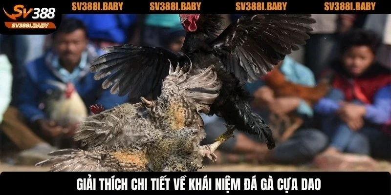 Giải thích chi tiết về khái niệm đá gà cựa dao