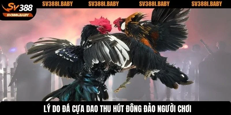 Lý do đá cựa dao thu hút đông đảo người chơi