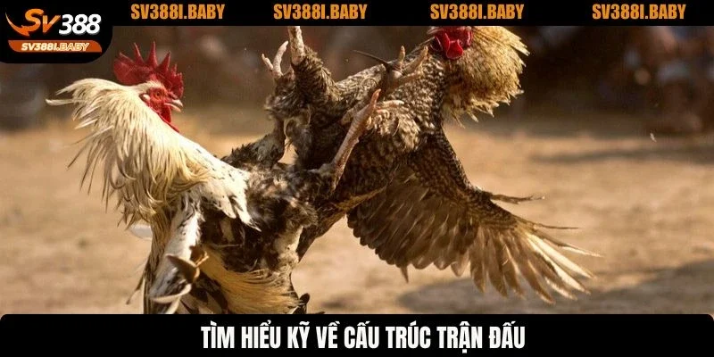Đá Gà Cựa Sắt SV388 - Giải Trí Cực Đã, Thưởng Tiền Triệu