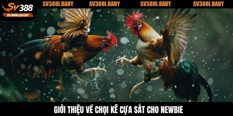 Giới thiệu về chọi kê cựa sắt cho newbie