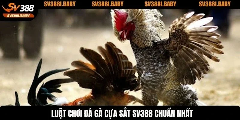 Luật chơi đá gà cựa sắt SV388 chuẩn nhất