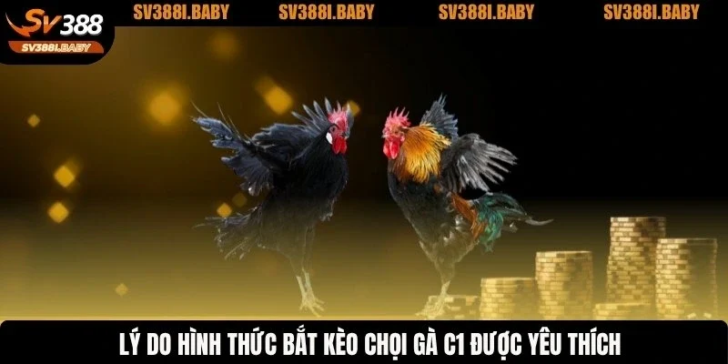 Lý do hình thức bắt kèo chọi gà C1 được yêu thích