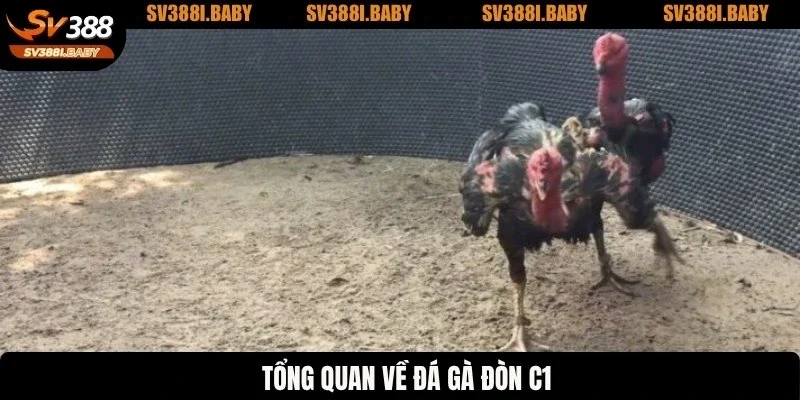 Tổng quan về đá gà đòn C1