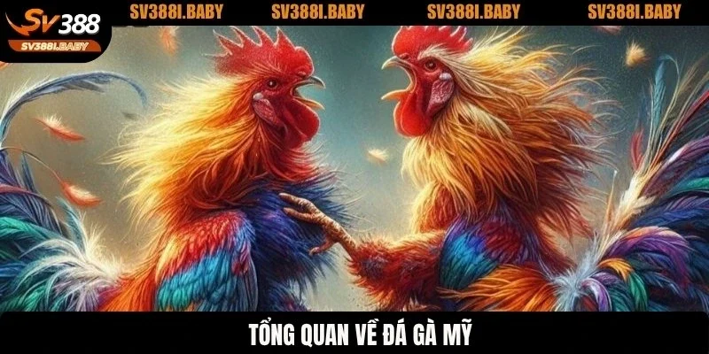Tổng quan về đá gà Mỹ