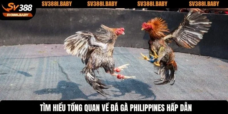 Tìm hiểu tổng quan về đá gà Philippines hấp dẫn