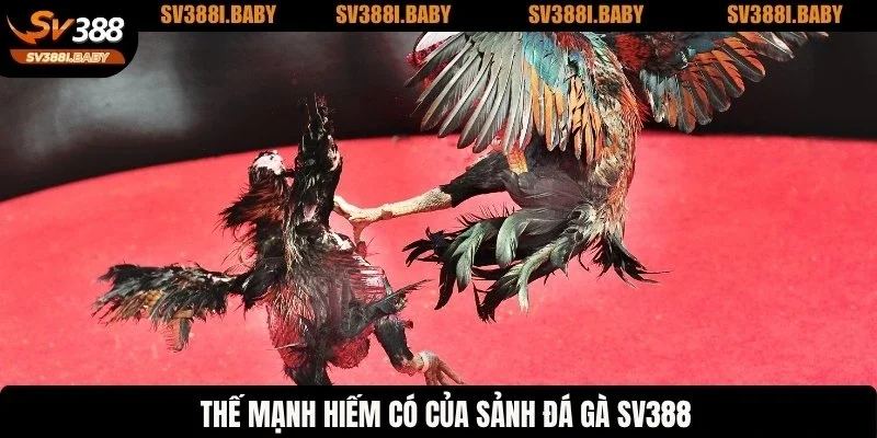 Thế mạnh hiếm có của sảnh đá gà SV388