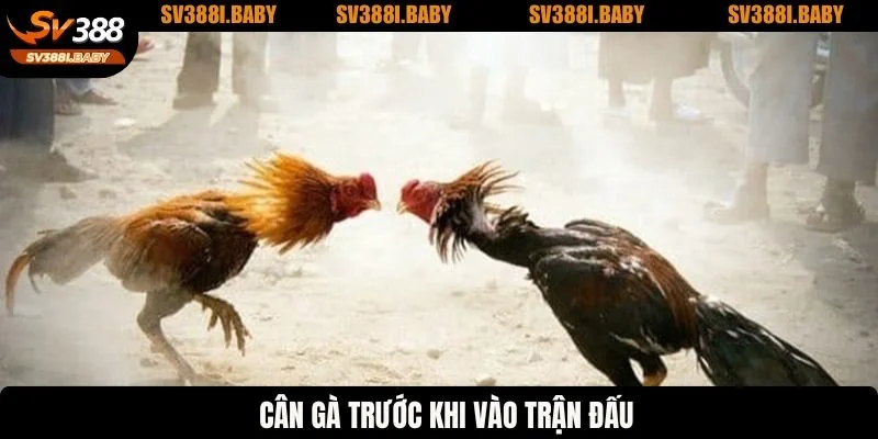 Cân gà trước khi vào trận đấu