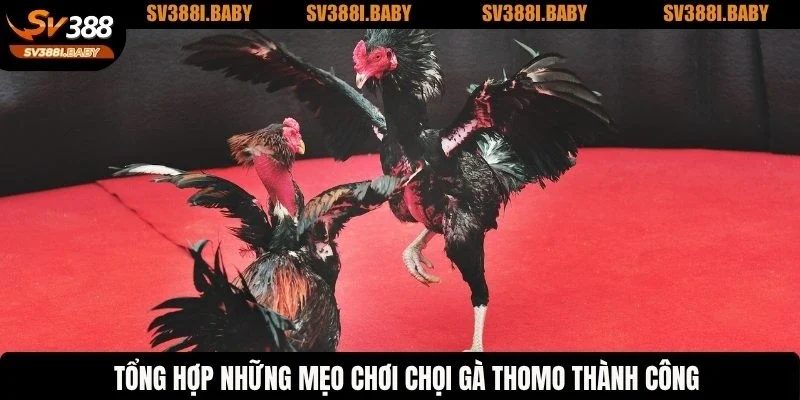 Tổng hợp những mẹo chơi chọi gà Thomo thành công
