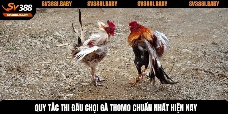 Quy tắc thi đấu chọi gà Thomo chuẩn nhất hiện nay