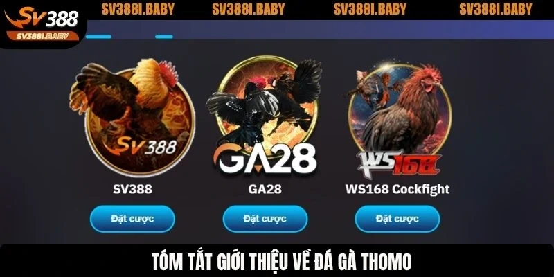 Tóm tắt giới thiệu về đá gà Thomo
