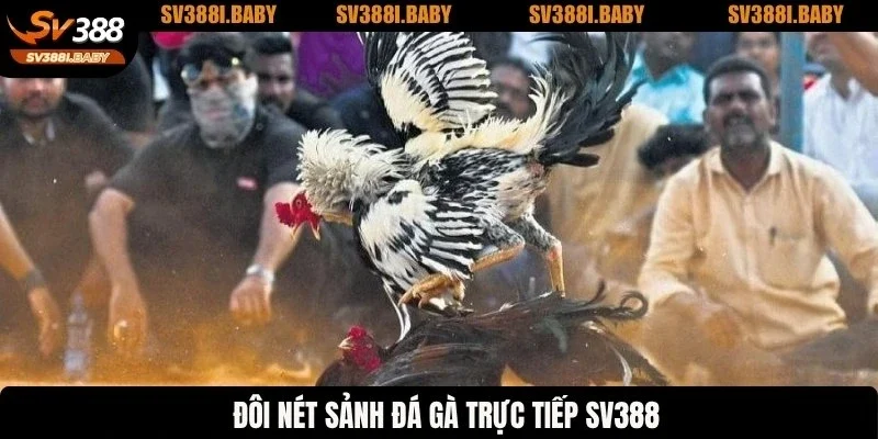 Đôi nét sảnh đá gà trực tiếp SV388