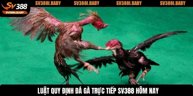 Luật quy định đá gà trực tiếp SV388 hôm nay
