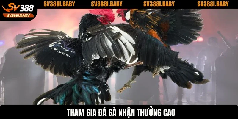 Tham gia đá gà nhận thưởng cao
