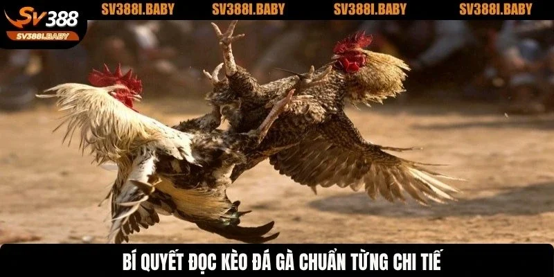 Bí quyết đọc kèo đá gà chuẩn từng chi tiết