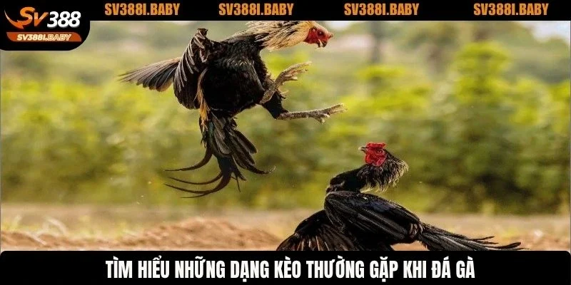 Tìm hiểu những dạng kèo thường gặp khi đá gà