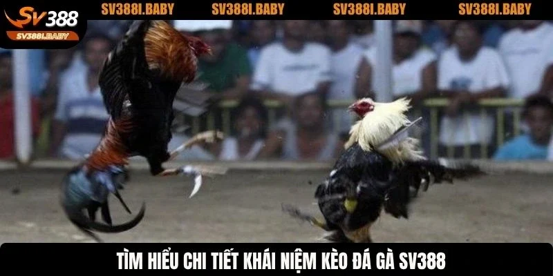 Tìm hiểu chi tiết khái niệm kèo đá gà SV388