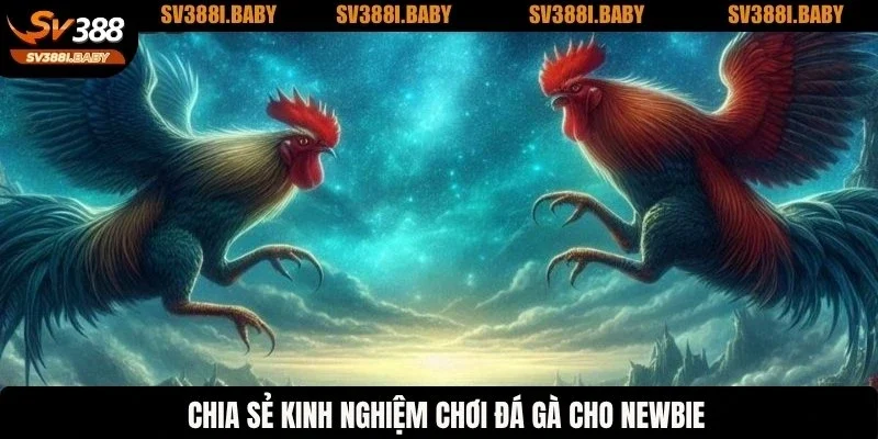 Chia sẻ kinh nghiệm chơi đá gà cho newbie