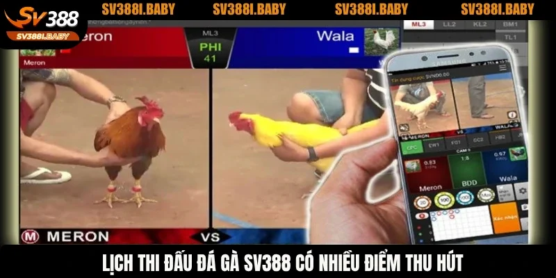 Lịch thi đấu đá gà SV388 có nhiều điểm thu hút