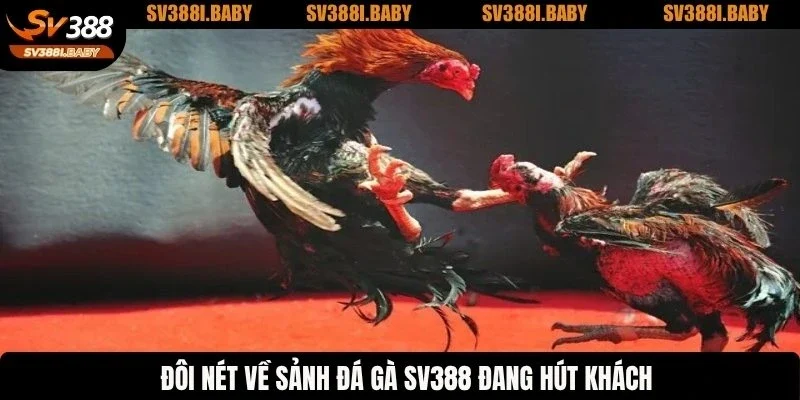 Đôi nét về game đá gà tại SV388 đang hút khách